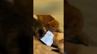 КАКИЕ УМНЫЕ КОТИКИ