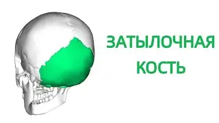 Затылочная кость