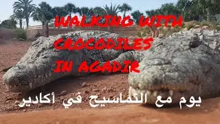 WALKING WITH CROCODILES IN AGADIR يوم مع التماسيح في اكادير