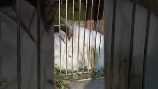 калиф#кролик#калифорния#любовь#марковь#дружба#забота#ласка#