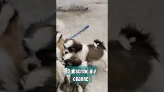 Best quality puppies #share #subscribe #comments