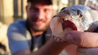 This Bait Catches every Fish in the Ohio River