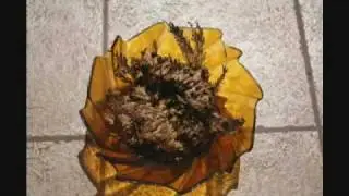 Time lapse