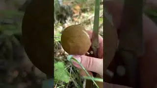 Ой,какой хорошенький 🤗 