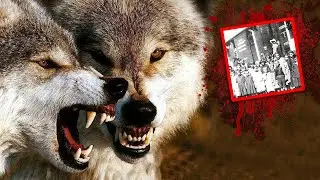 400 HUNGRY Wolves Superpack Rampage KILLS & EATS 6 Children, 16 000 Reindeer and 300 Horses