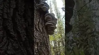 Кому-то повезло! 