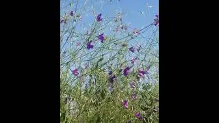 #shorts  #flowers #nature