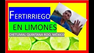 GOTEO EN CÍTRICOS EN  CHETUMAL QUINTANA ROO