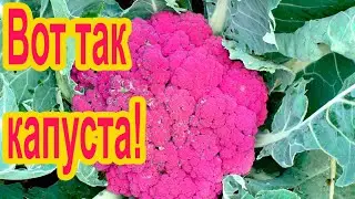 Деликатесная cиреневая капуста