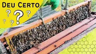 Divisão de Enxame com 30 Dias - Resultado Final