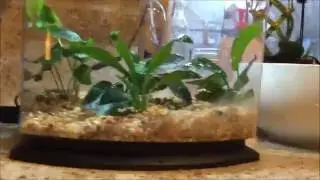 How To Set Up A Planted Betta Tank In 30 min- PART 2