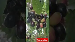 मजेदार जामुन l #video #viral #tiktok #instagram