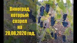 Виноград, который созрел на 20,08,2020 год. Часть урожая съедена птицей!!!