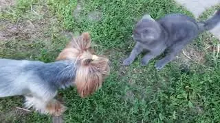 НИТА И КОТЕНОК ИГРАЮТ НА УЛИЦЕ🥰 / NITA AND THE KITTEN ARE PLAYING OUTSIDE🥰