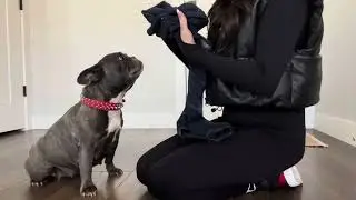 This Dog Surgery Recovery Suit is my new favorite product