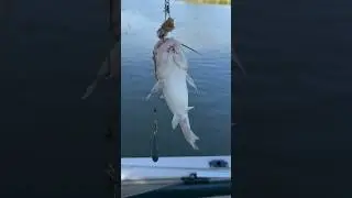 CATFISH Line Shy?  #Fishing #Shorts #Subscribe #Like #catfish
