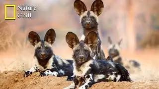 Wild DOG - Savannah Life Wild Africa | National Geographic Documentary 2023
