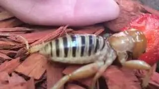 Potato bug