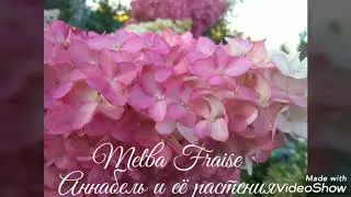 22сентября2019 Высокорослая Метельчатая Гортензия Melba Fraise🤗✌️