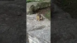 Cute Squirrel in Austin Texas 