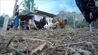 300 Aboneye özel tavuklar için yaptığımız pastanın Kamera Arkası