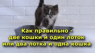 Как правильно – две кошки и один лоток или два лотка и одна кошка