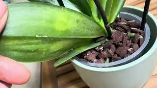 С Рождеством! 🌠 Короткая прогулка и отличным результатом 🤍