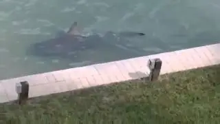 Look Closely: Terrifying Video Reveals the Creature Lurking Feet Away From Florida Man’s Backyard
