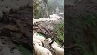 овцы в горах ,перегон