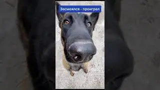 мем(2)