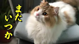 【重要】週1回の定期投稿終了のお知らせ【田舎っぺ父ちゃんとタイで暮らす猫】