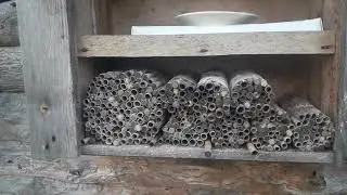 Осмі,наші волохаті помічники!