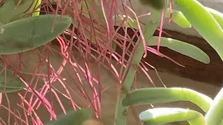 МОИ РАСТЮШКИ!   ПОХВАСТУШКИ!
