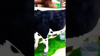 Дойная КОРОВА ВЯТСКАЯ область Форум РОССИЯ2023🐄👀👍🔥Cash cow Vyatka region Forum RUSSIA2023🐄👀👍🔥