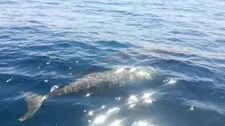 Cuvier's Whale