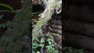 Старая избушка
