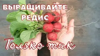 I PLANT SUCH RADISH IN EARLY SPRING IN A GREENHOUSE
