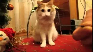 ПРИКОЛЫ ! КОТ ЭЛЕКТРИК ЗАЧИЩАЕТ ПРОВОДА