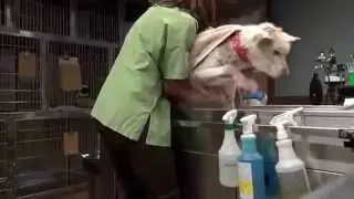 Çöpte Yaşayan Hasta Bir Köpeğin Kurtuluşu