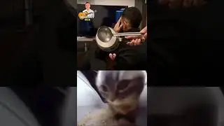 CHIPY CHIPY CHAPA CHAPA. #cat #cats #music #explore #shorts