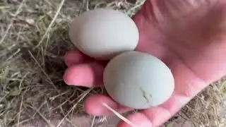 КУРЫ ЗИМОЙ. ЗНАКИ.ЧТО ЖДЁТ МИР в 2023 году