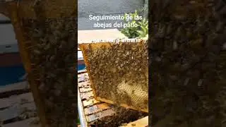 Seguimiento Abejas