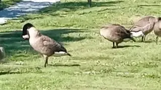 Canada Geese, Part 5
