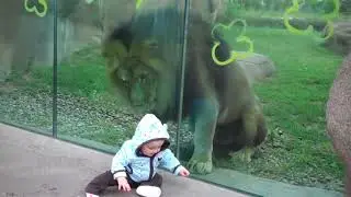 Lion attack to the baby at zoo!!!