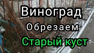 Обрезка старого куста винограда 2022г.