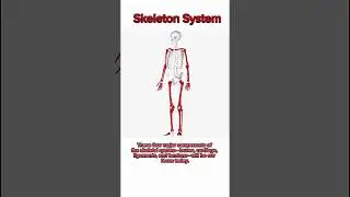 Skeleton System #skeleton #skeletonsystem