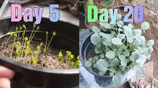 How To Grow Cauliflower From Seeds || घर पर बीज से गोभी कैसे उगाये
