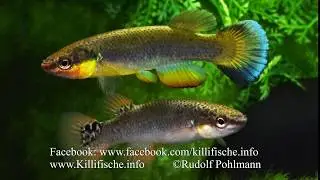 Rivulus cylindraceus