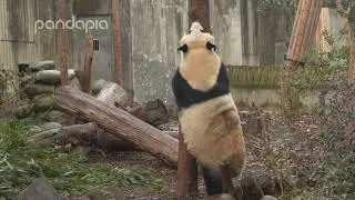 Mei Bao worried about Bao Xin's climbing adventures