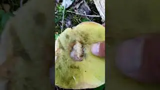Отправить